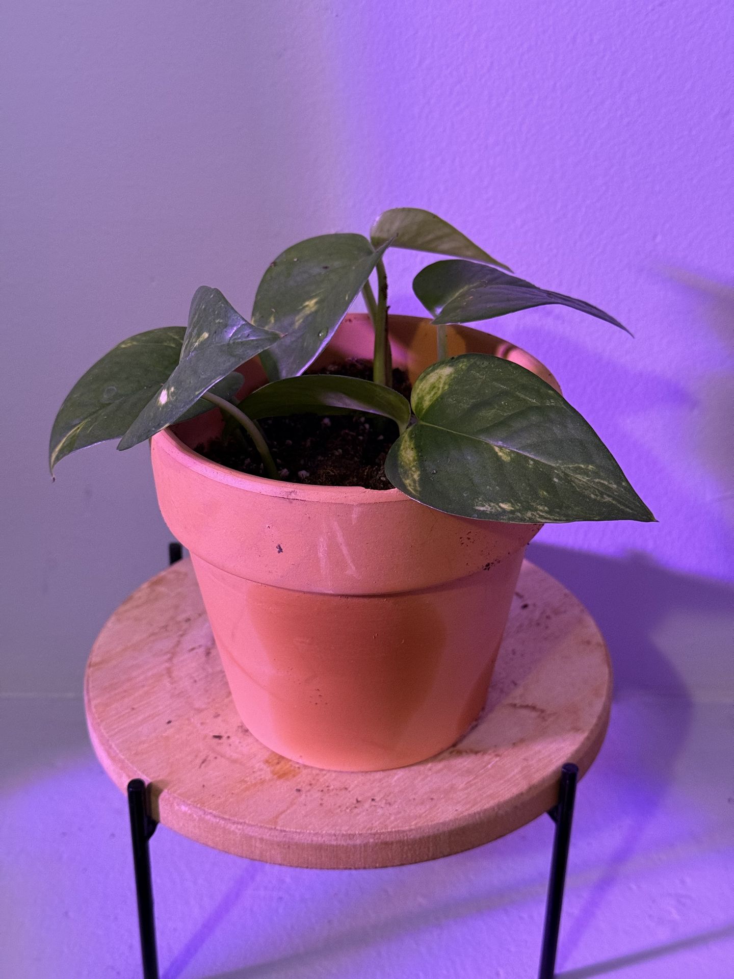 Variegated Golden Pothos House Plant