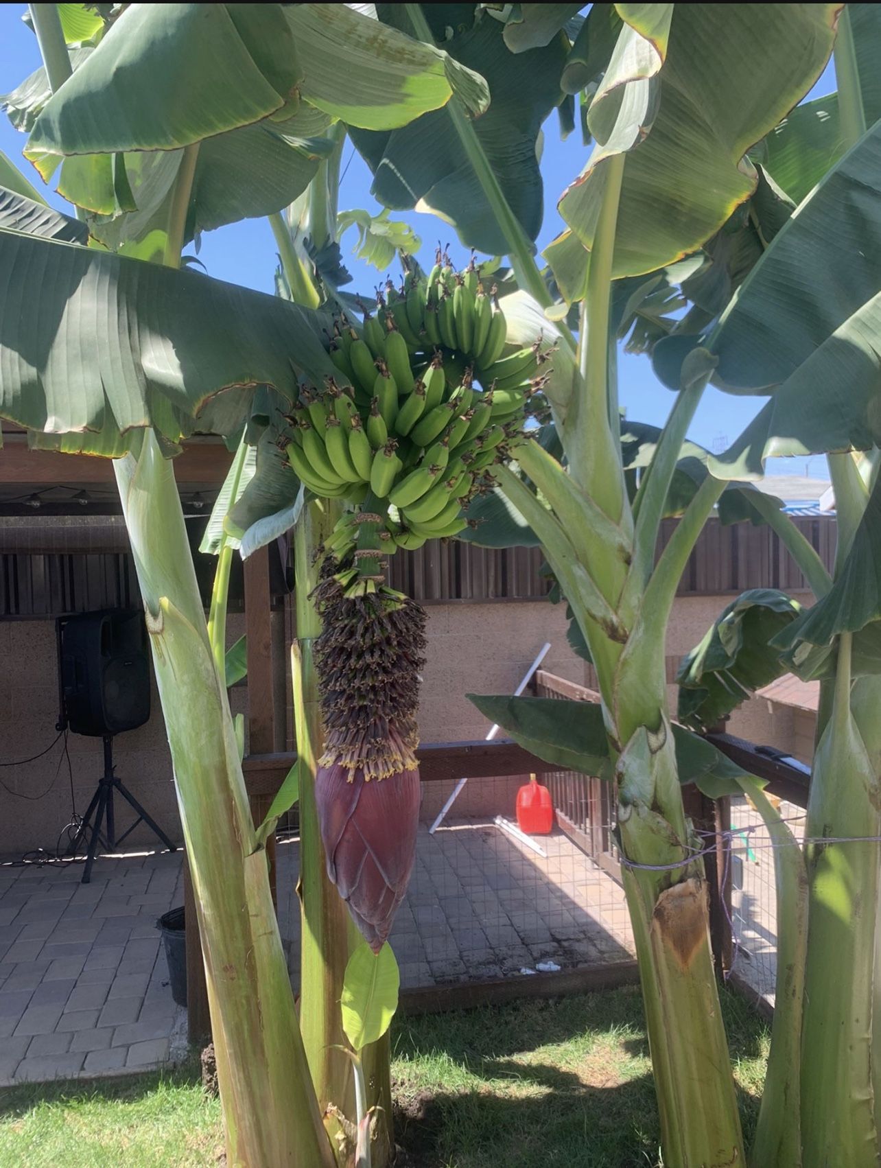 Blue Java And Hawaiian Banana Trees