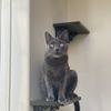 Sellingfortherescues