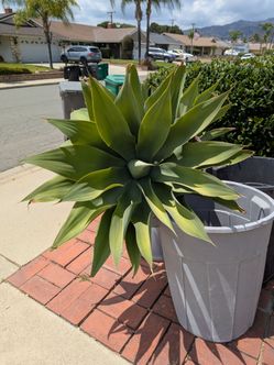 FREE dirt & red rock (plants too)