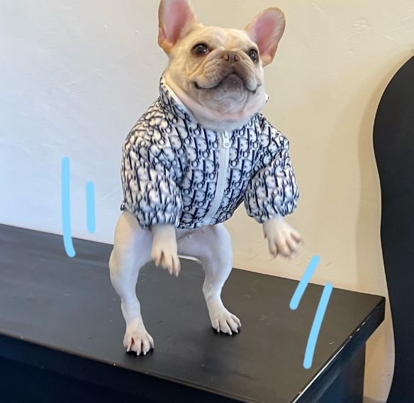 Dog Coat