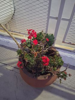 Potted plant