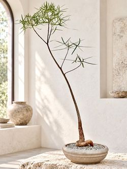 ~ 50” Tall Queensland Bottle Tree With Heart Shaped Root Structure/ Brachychiton Rupestris (Planter Included) ‘Local LA Seller’