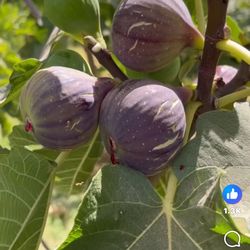 Fig Plants