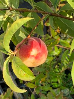 Fruiting White Peach Fruit Tree 5 Gallon Nursery Pot Self Fertile Live Plant  Cash only
