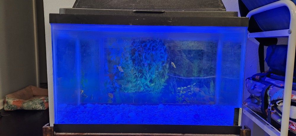 10 Gallon Fish Tank With Accessories