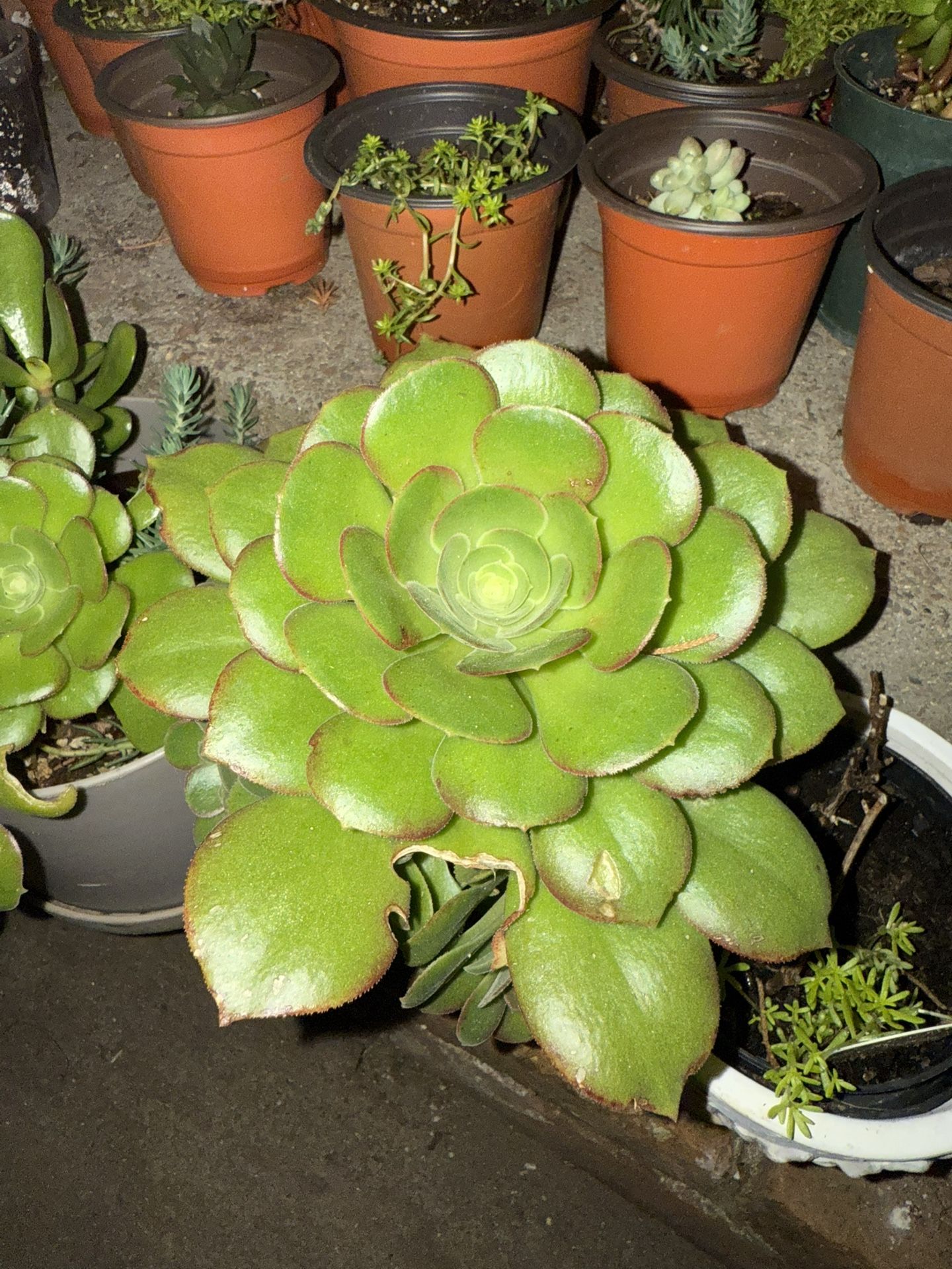 Succulents