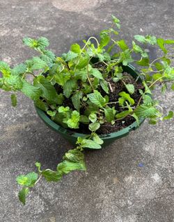 Menta planta