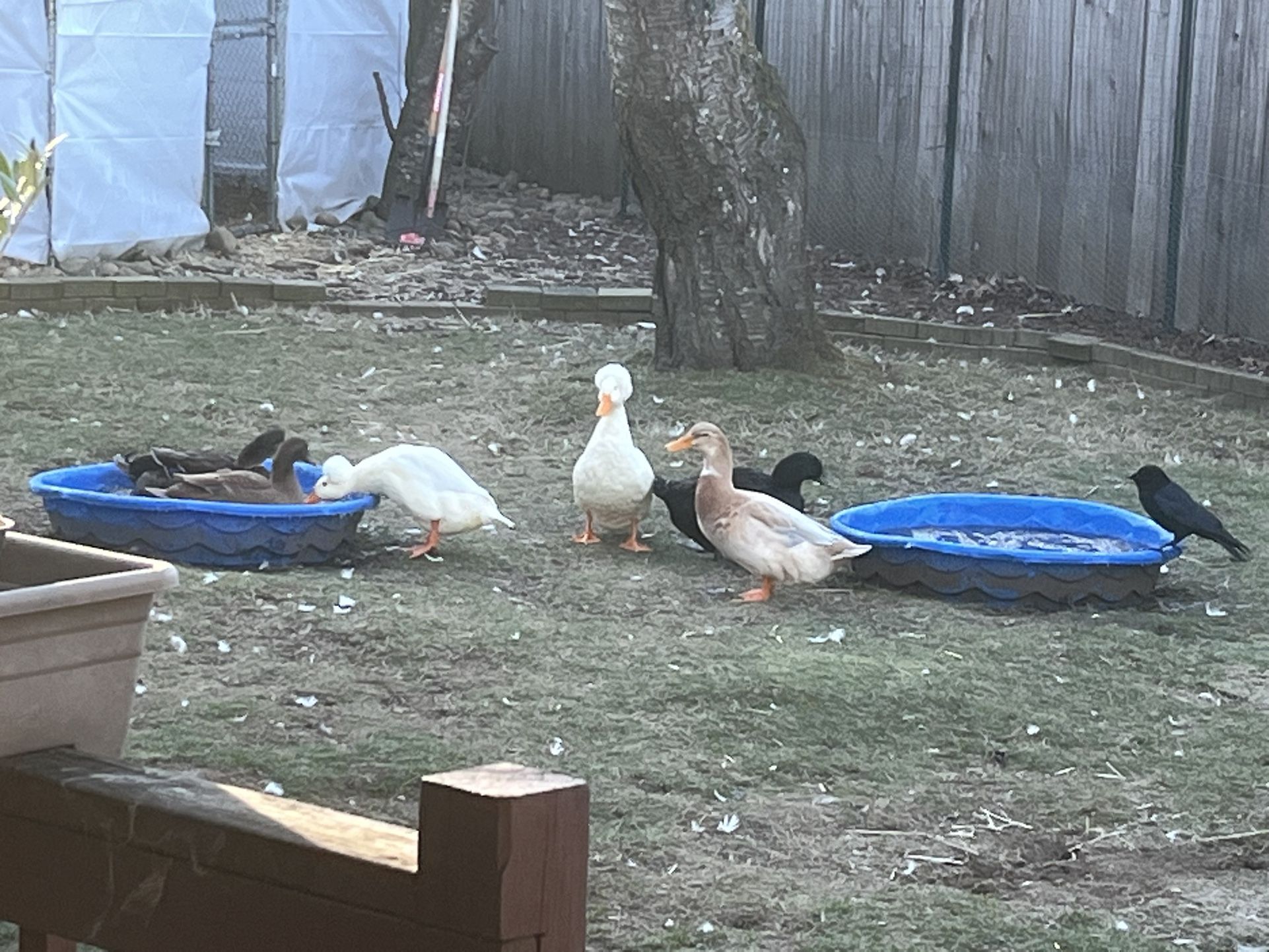 Farm duck eggs