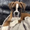 doug