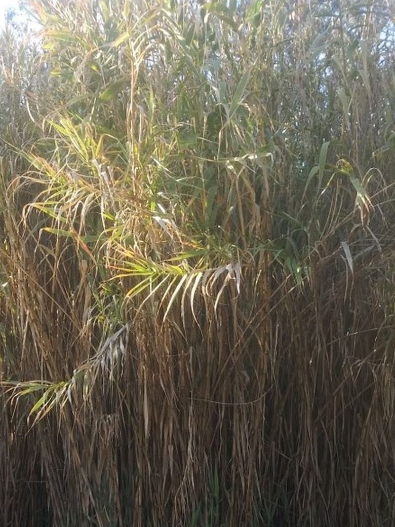 Giant Bamboo Plants