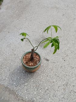 Money tree!!