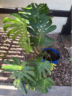 Monstera