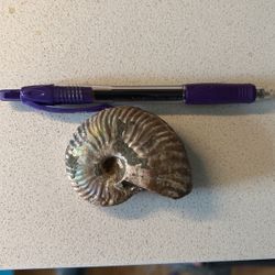 Rainbow Ammonite