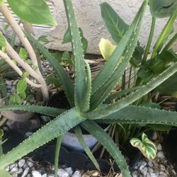 Áloe Verá Plant