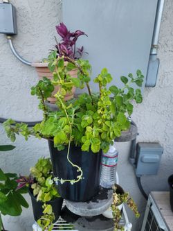 ORGANIC VICKS PLANT.
