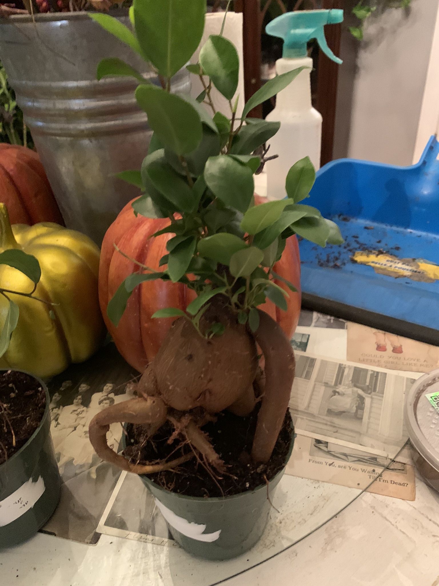 Gensing Ficus Bonsai Tree Plants!! $20 Each!