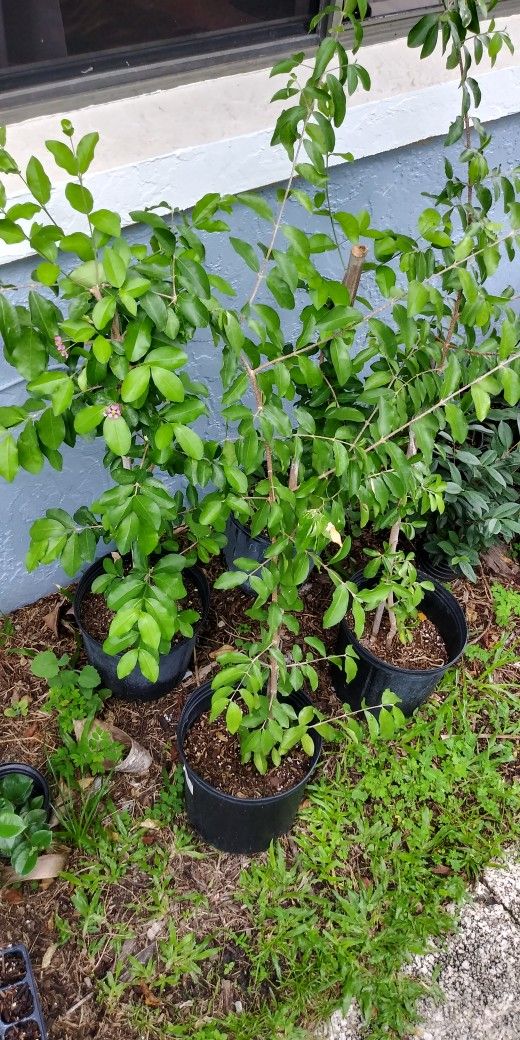 Flowering Acerola Trees
