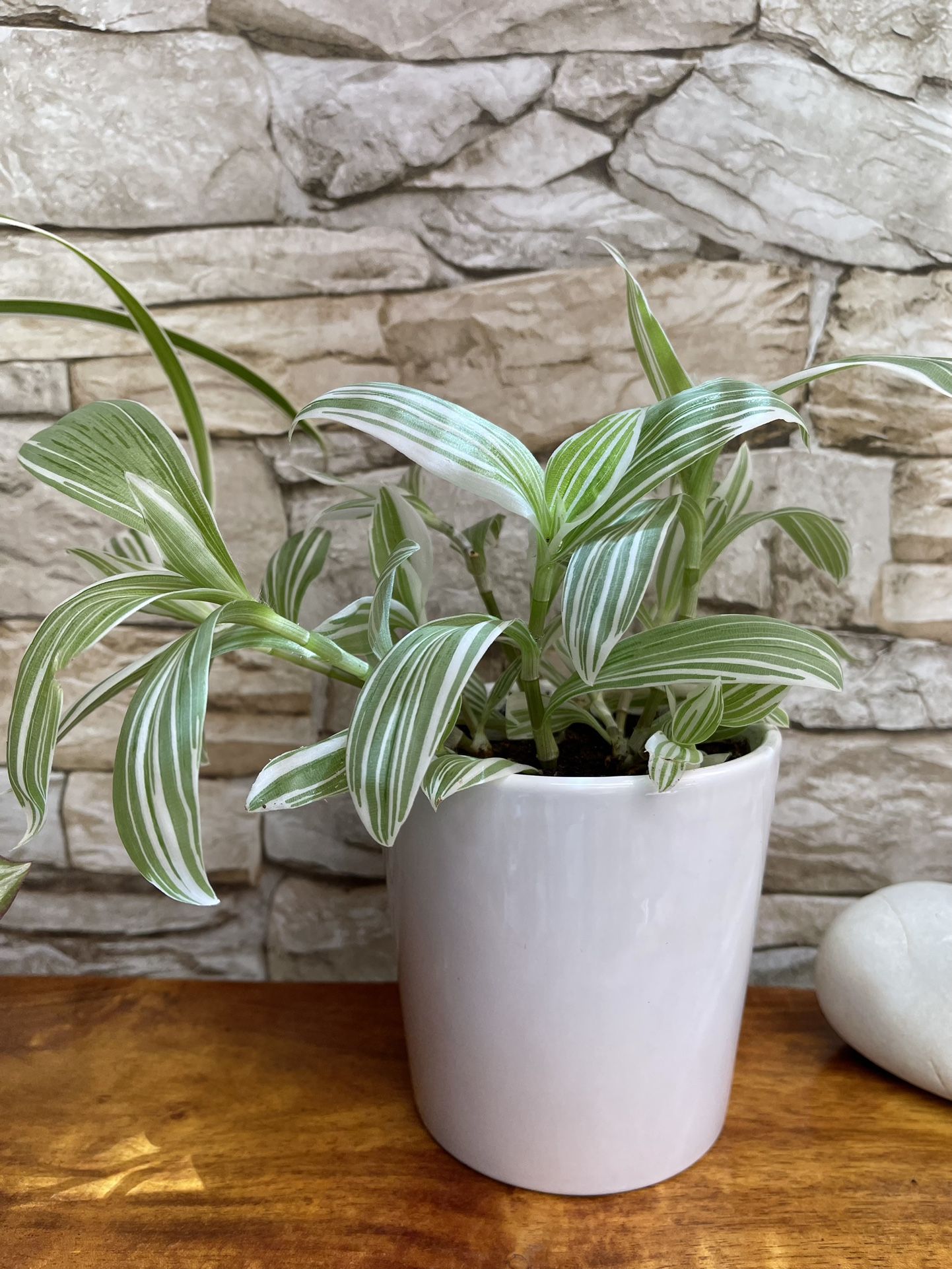 Pistachio Tradescantia Variegata Pallida Beautiful House Plant In White Ceramic Pot 4.5"H.