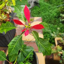 Christmas, Lobster Plant Tree Pot🎄❤️