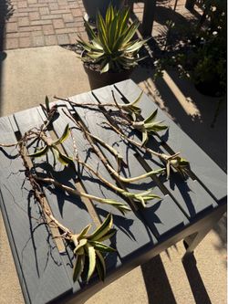 FREE Agave Quadricolor Lophantha Plant Offshoots