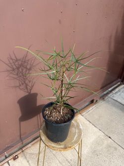 6” brachyton ruprestis