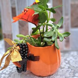 Cup Of HALLOWEEN FALL THEME 6 SUCCULENTS 