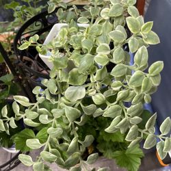 Variegated Baby Sun Rose Succulent In White Pot 3"x3"x2.75"H .