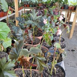 Plants For Sale