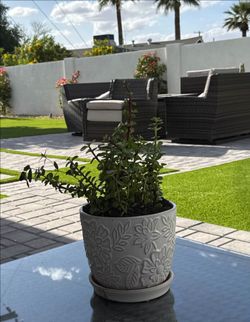 Elephant Bush/Elephant Food Plant