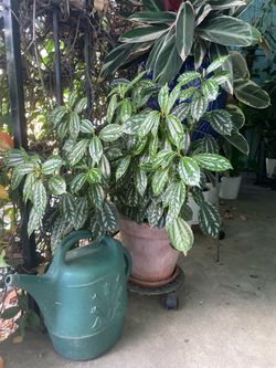Exotic Indoor/outdoor plant! Living art plant, aluminum plant, see all pics and last 2 pics for details zip95820