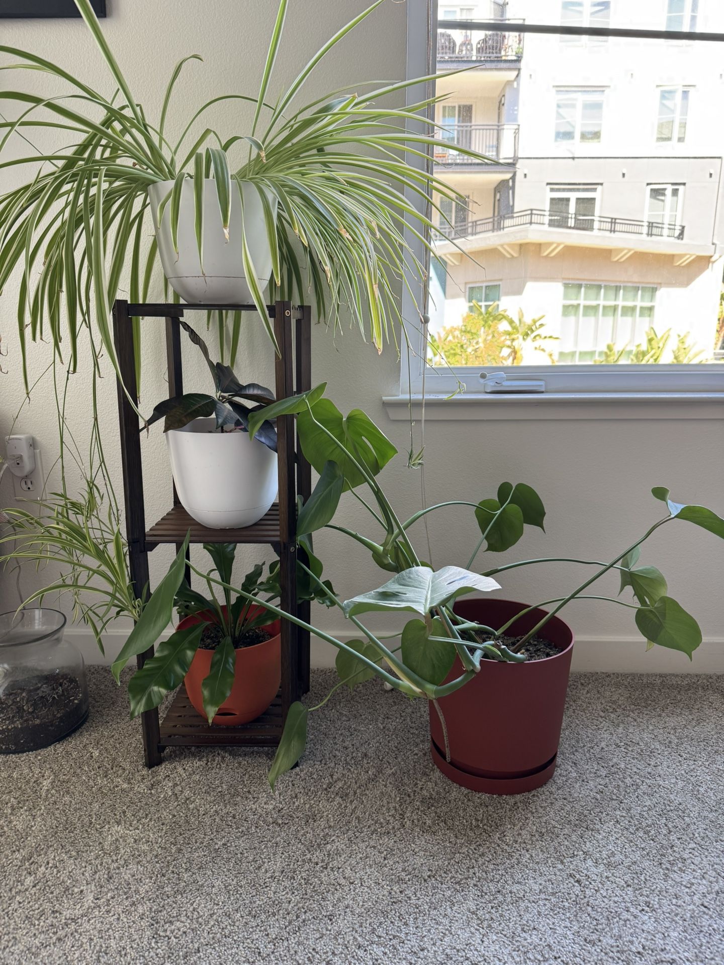 Stand And Plants