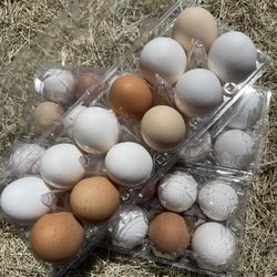 Organic Eggs 