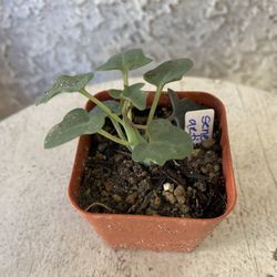 2 Inch Pot Succulent Plant - Senecio Articulatus - Candle Plant - Rooted & Established - Drought Resistant- 🪴Baby Bridal Shower Favors 