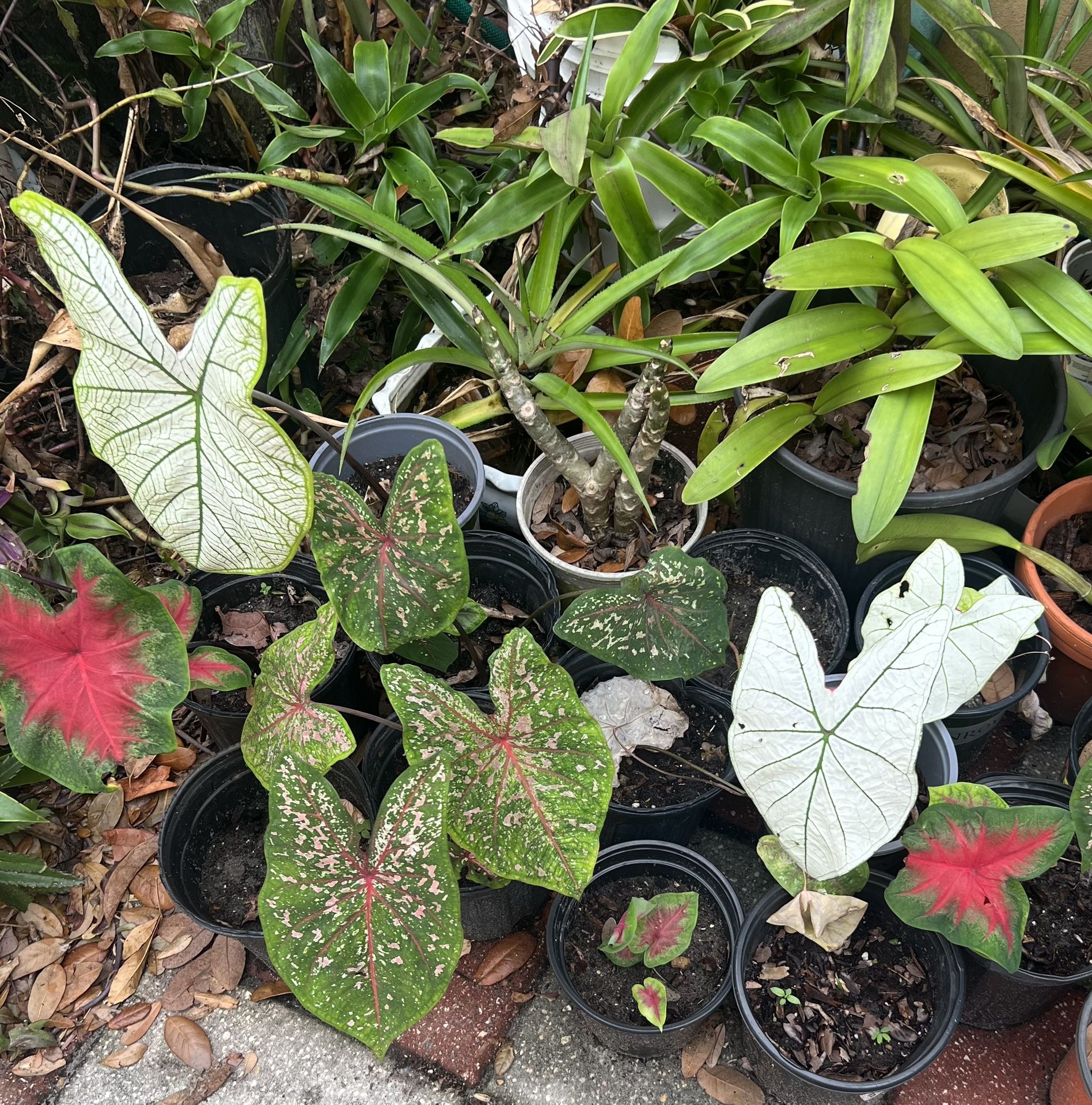 BIG VARIETY OF CALADIUM PLANTS IN POTS FOR SALE