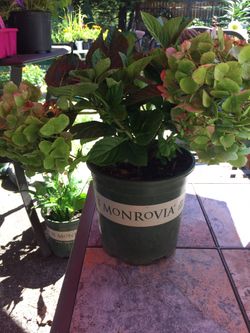 Hydrangea plants