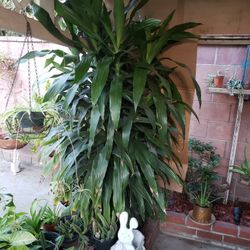 Dracaena
