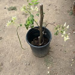 Moringa Tree