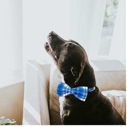 Lionheart glory Dog Collar, Boy Dog Collar Bowtie Blue Plaid Adjustable Dog Bowtie Collar Bows Dog Collar for X-Large Dogs