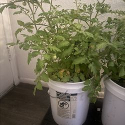Two Heirloom Beefsteak Tomato Plants