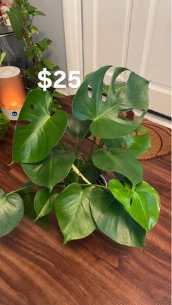 monstera deliciosa