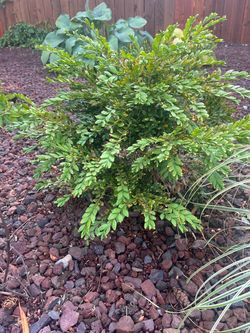 Free boxwood