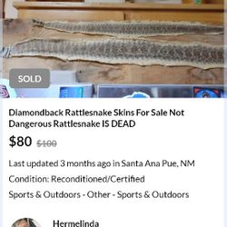 Diamondback Rattlesnake Skins For Sale Not Dangerous Rattlesnake IS DEAD