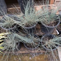 Blue Grass !!!5- Each 