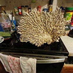 Large White Coral
