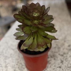 Aeonium arboreum or Irish rose succulent