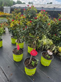 ROSE'S PETTIT TREE 3GALLONS