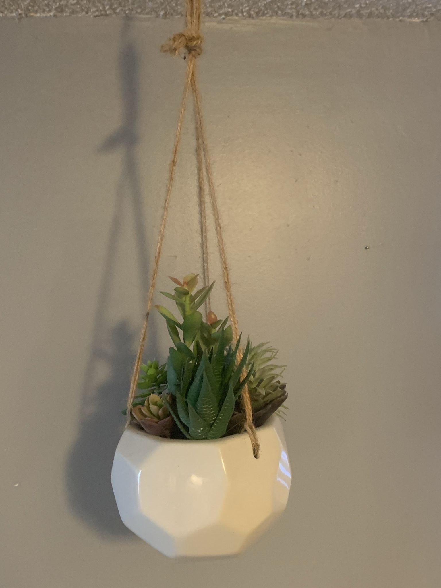 Decorative hanging Plants