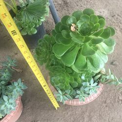 Assorted plants