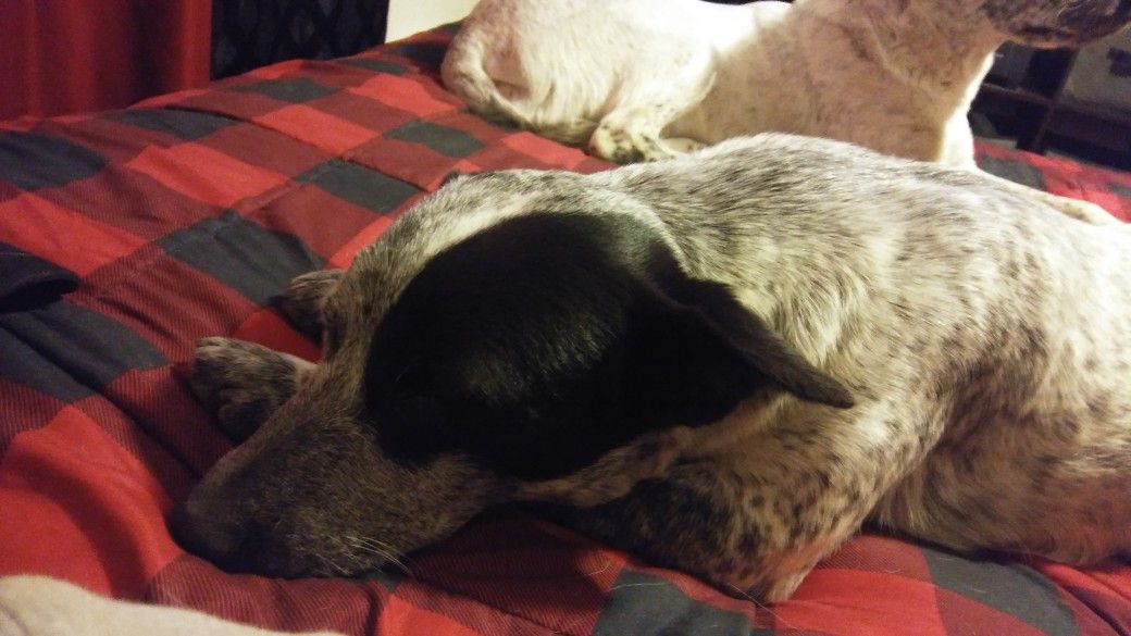 8 month old female Queensland Heeler